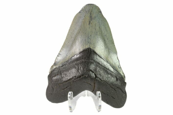 Fossil Megalodon Tooth - South Carolina #130090